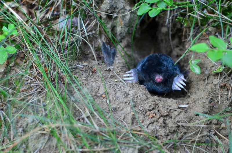 mole control