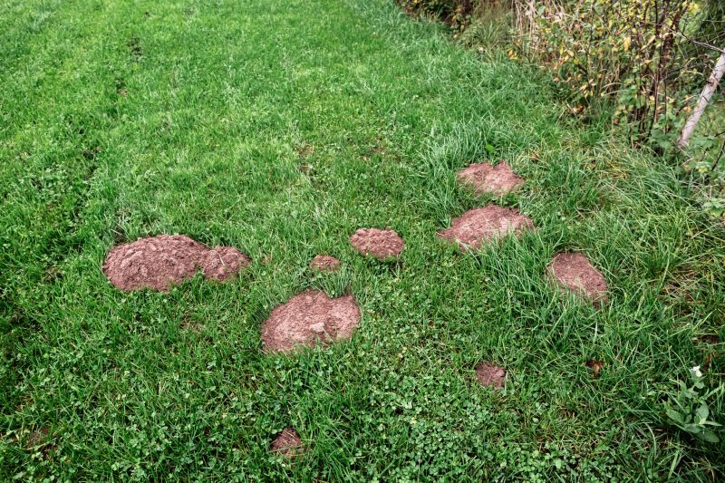 How Moles Destroy Lawns, Roots, And Irrigation Systems