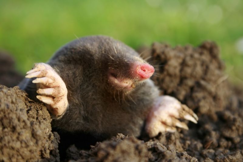 Mole Control
