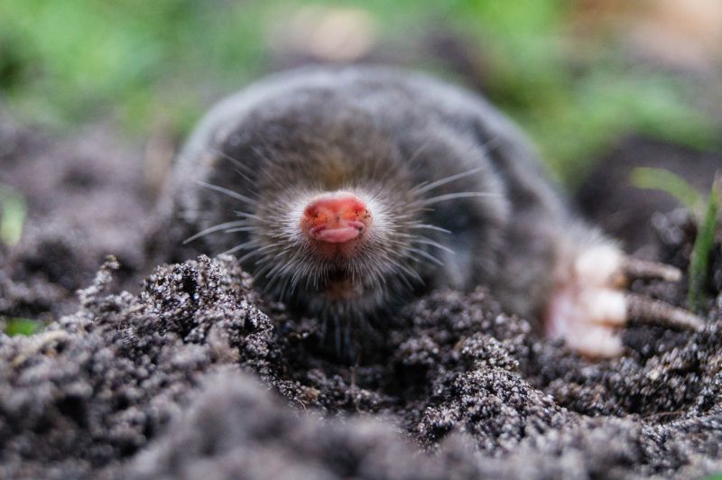Mole Control