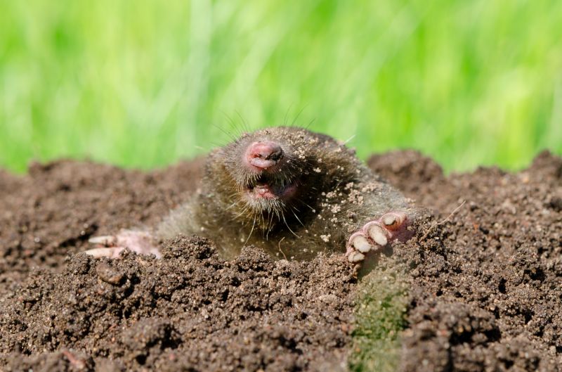 Mole Control