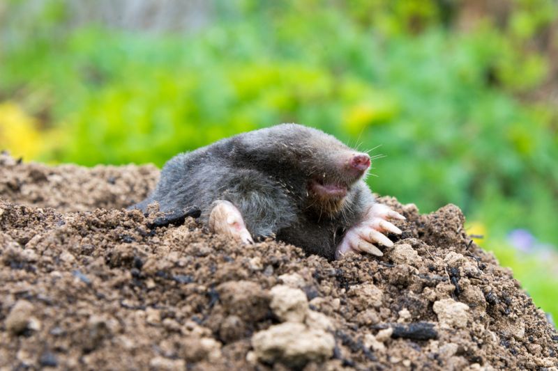 mole control
