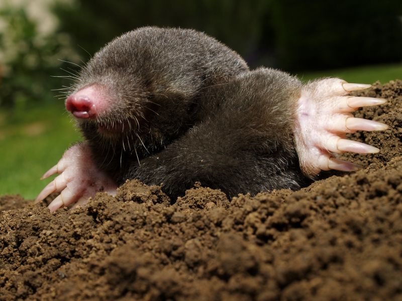 mole control